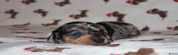Dachshund dogs for sale: Two Dachshund boy puppies  - Advert 8