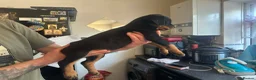 Rottweiler dogs for sale: 14 Gorgeous Rottweiler puppies for sale - Advert 10