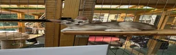 Abyssinian cats for sale: Silver Abyssinian kittens  - Advert 19