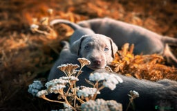Labrador Retriever dogs for sale: 🐾Meet our adorable silver & charcoal lab pupps🐾  - Image 12