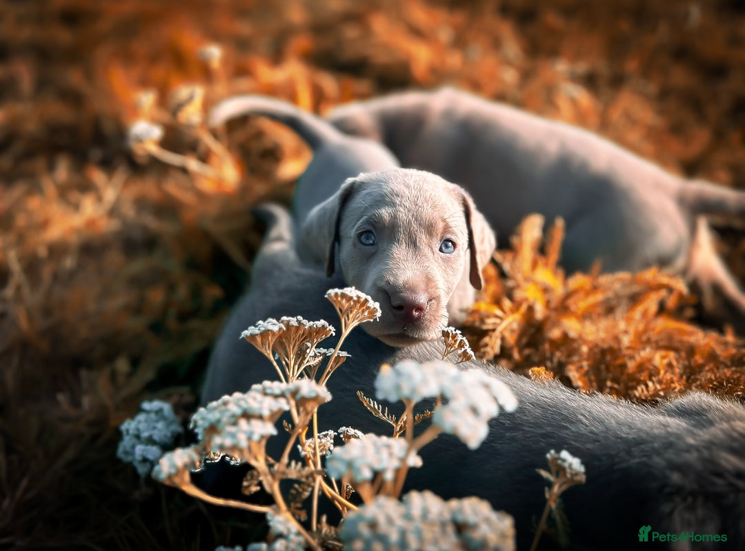 Labrador Retriever dogs for sale: 🐾Meet our adorable silver & charcoal lab pupps🐾  - Image 12