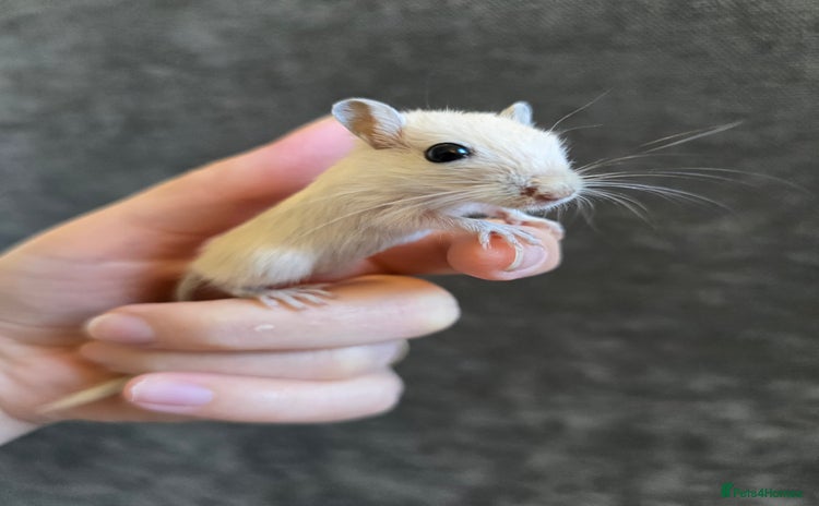 Gerbil rodents - Advert 1