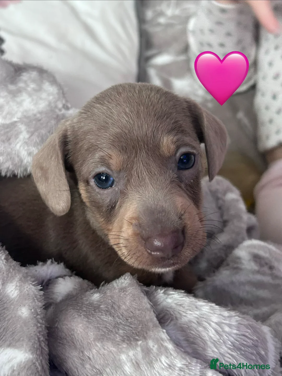 Miniature Dachshund dogs for sale: Miniature dachshunds 🩷🩵 - Advert 37