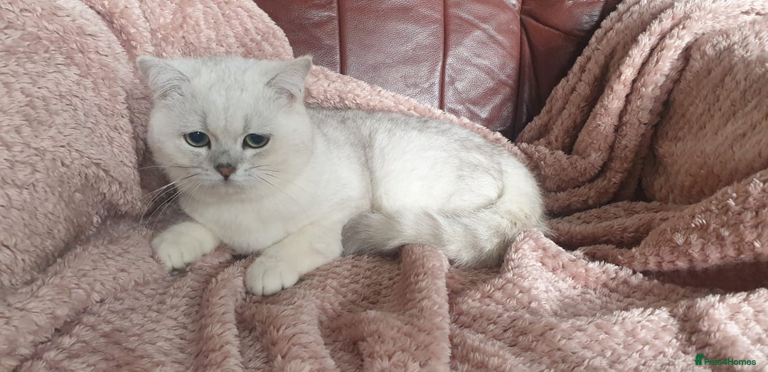British Shorthair cats for sale: Lapcat GCCF Silver British Shorthair Kitten. in Lancaster - Image 3