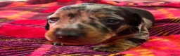 Miniature Dachshund dogs for sale: Lovely miniature dachshund pups  - Advert 2