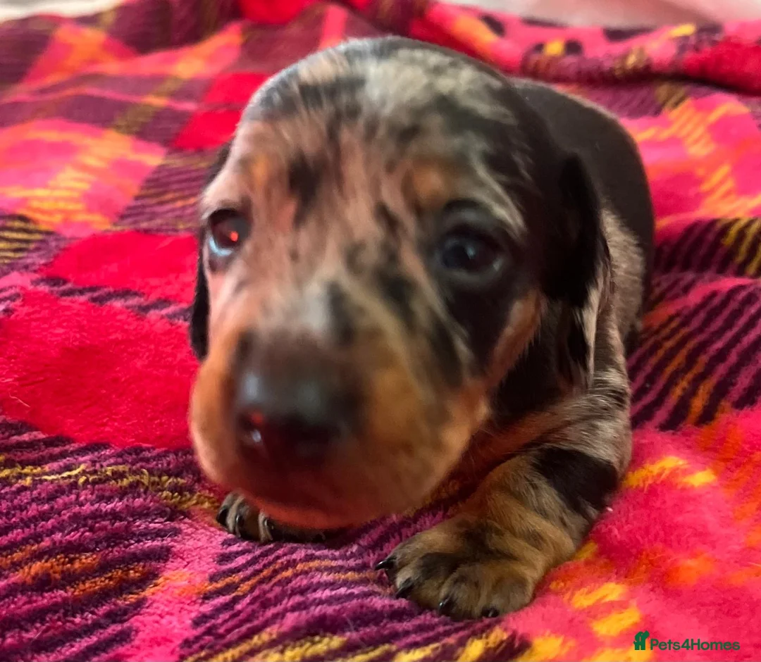 Miniature Dachshund dogs for sale: Lovely miniature dachshund pups  - Advert 2