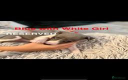 Whippet dogs for sale: 🏡 Ready Saturday! Kennel Club Whippet Puppies 🐾 - Image 18
