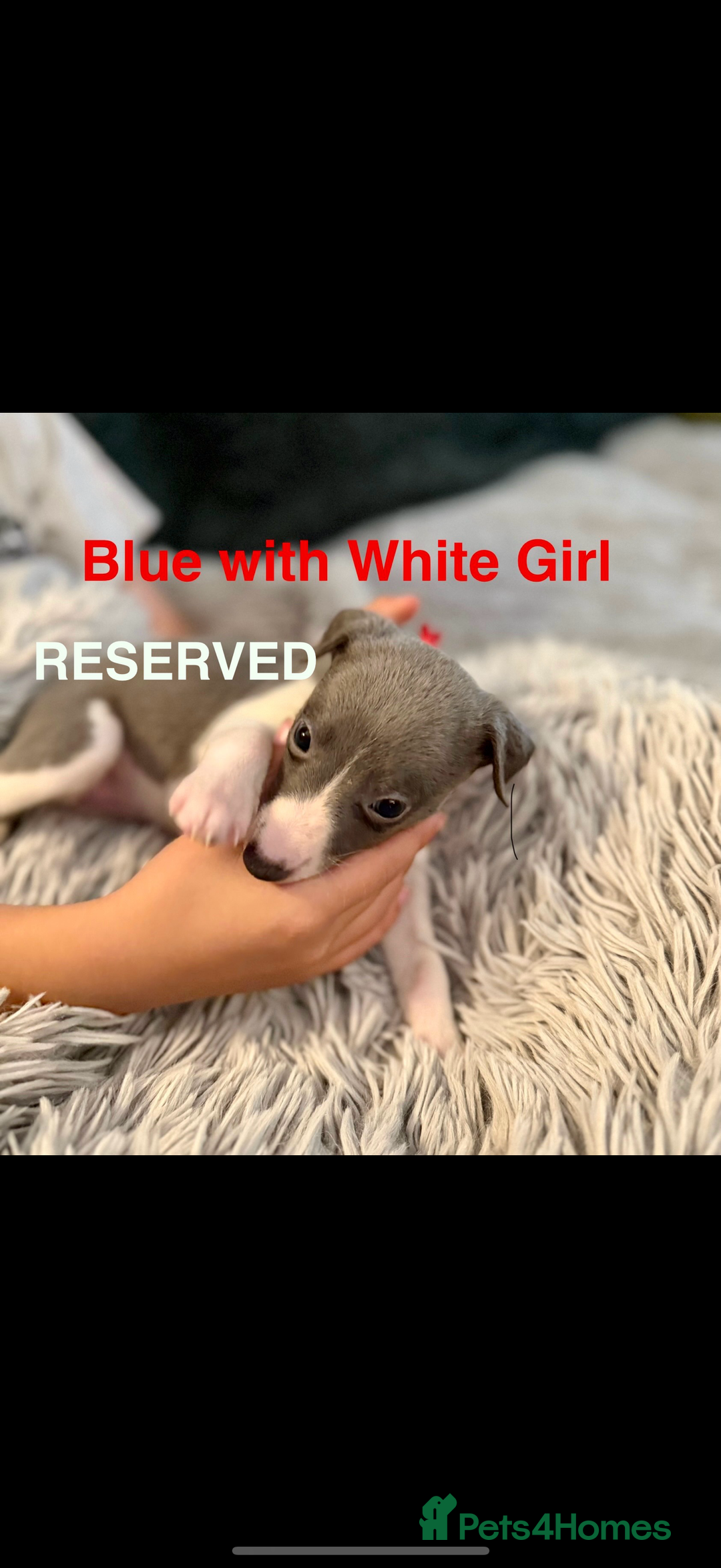 Whippet dogs for sale: 🏡 Ready Saturday! Kennel Club Whippet Puppies 🐾 - Image 18