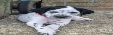 Mixed Breed 4