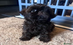 Shih Tzu dogs for sale: Stunning KC chocolate imperial Shihtzu puppies - Image 13