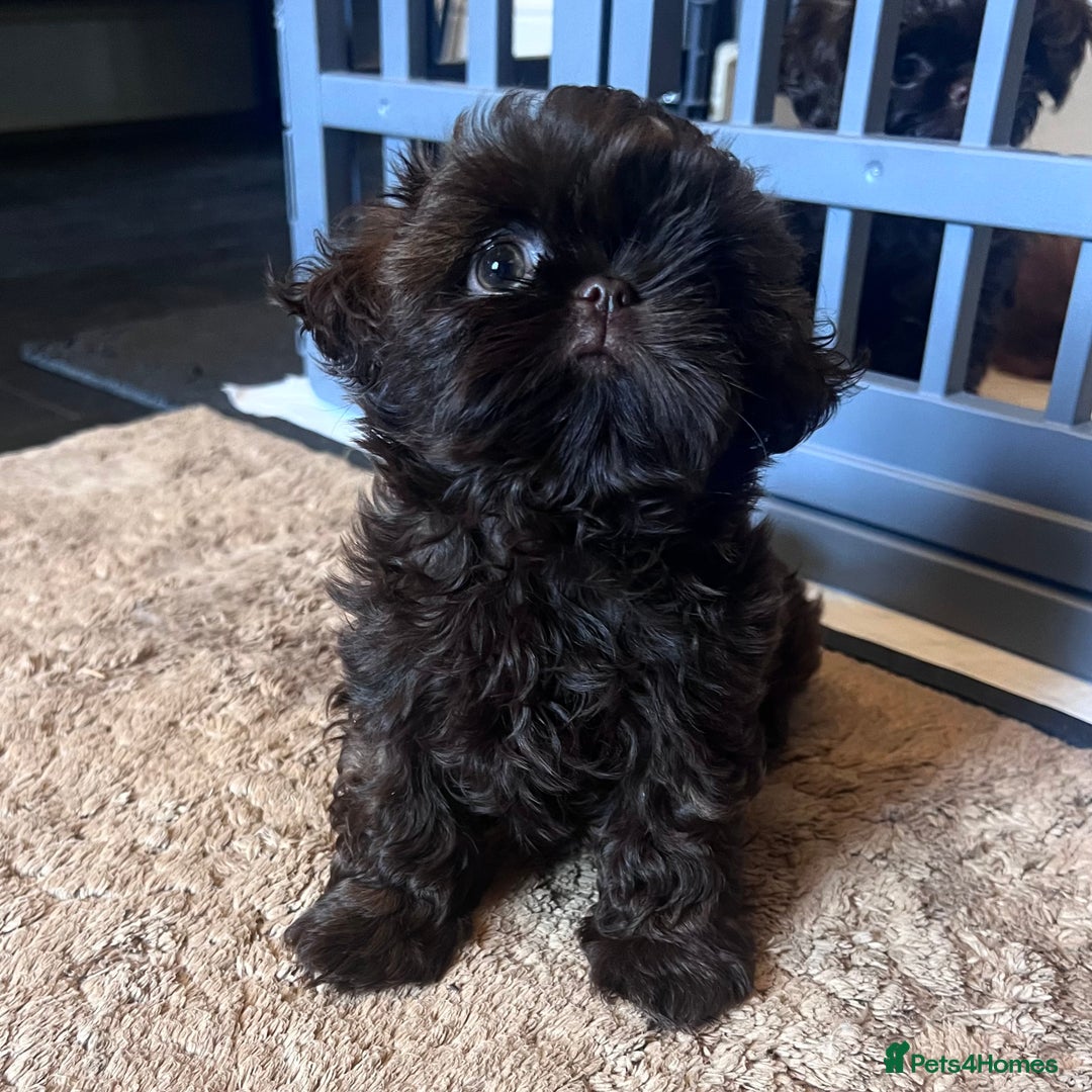 Shih Tzu dogs for sale: Stunning KC chocolate imperial Shihtzu puppies - Image 13