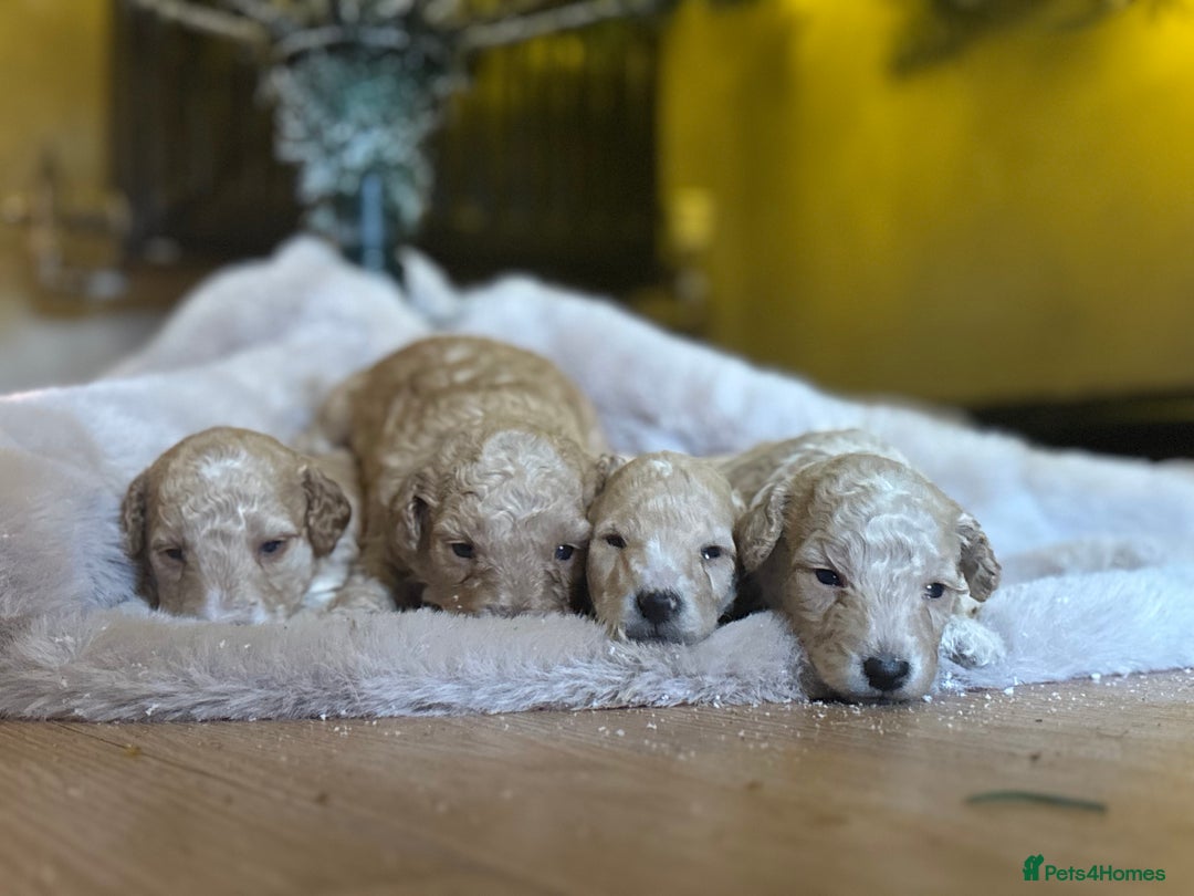 Miniature Poodle dogs for sale: Miniature poodles for sale  - Advert 10