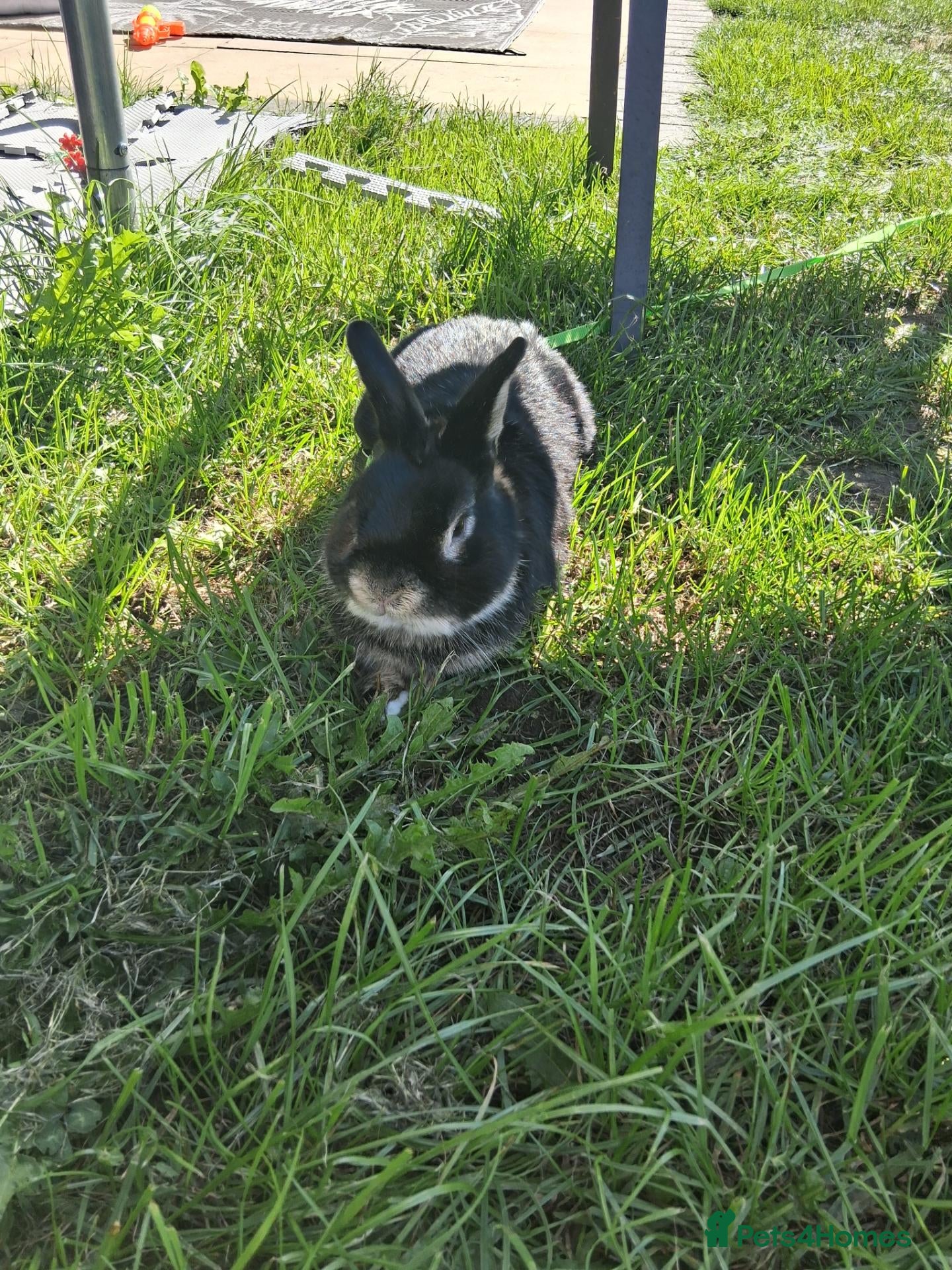 Mixed Breed rabbits Rabbit - Advert 2