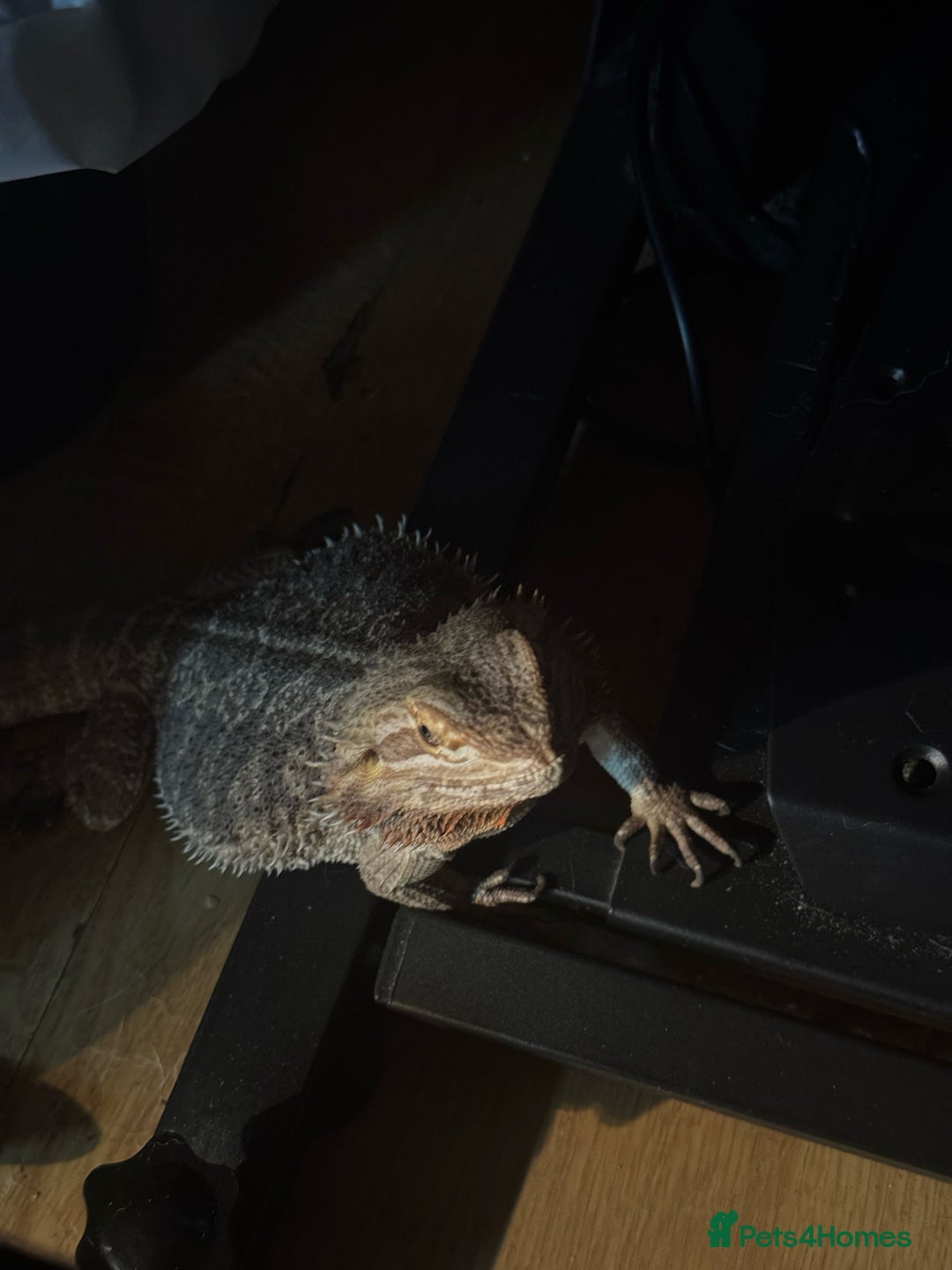 Lizard reptiles for sale: Bear dragon - Image 5