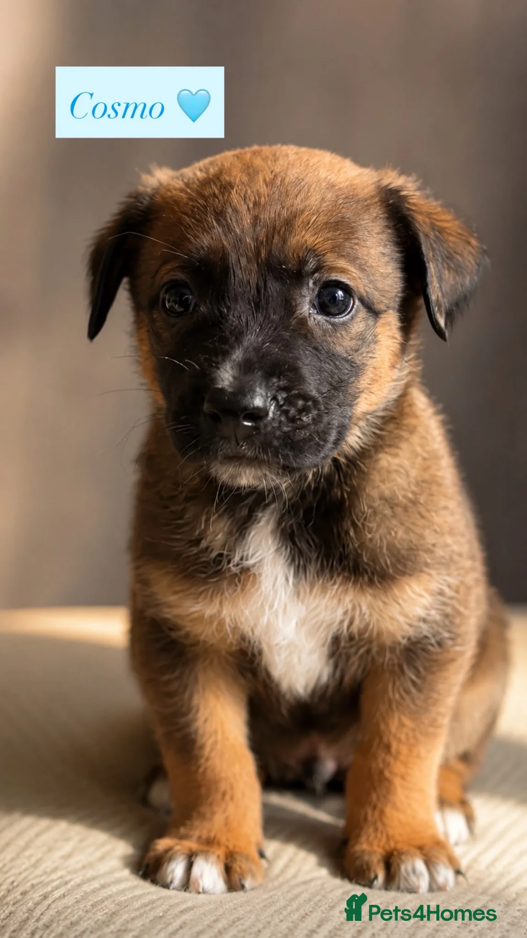 Mixed Breed dogs for adoption: Gorgeous puppy’s looking for there forever home - Advert 7