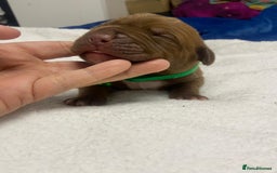 Mixed Breed dogs for sale: Dogue de bordeaux x staff puppies  - Image 14