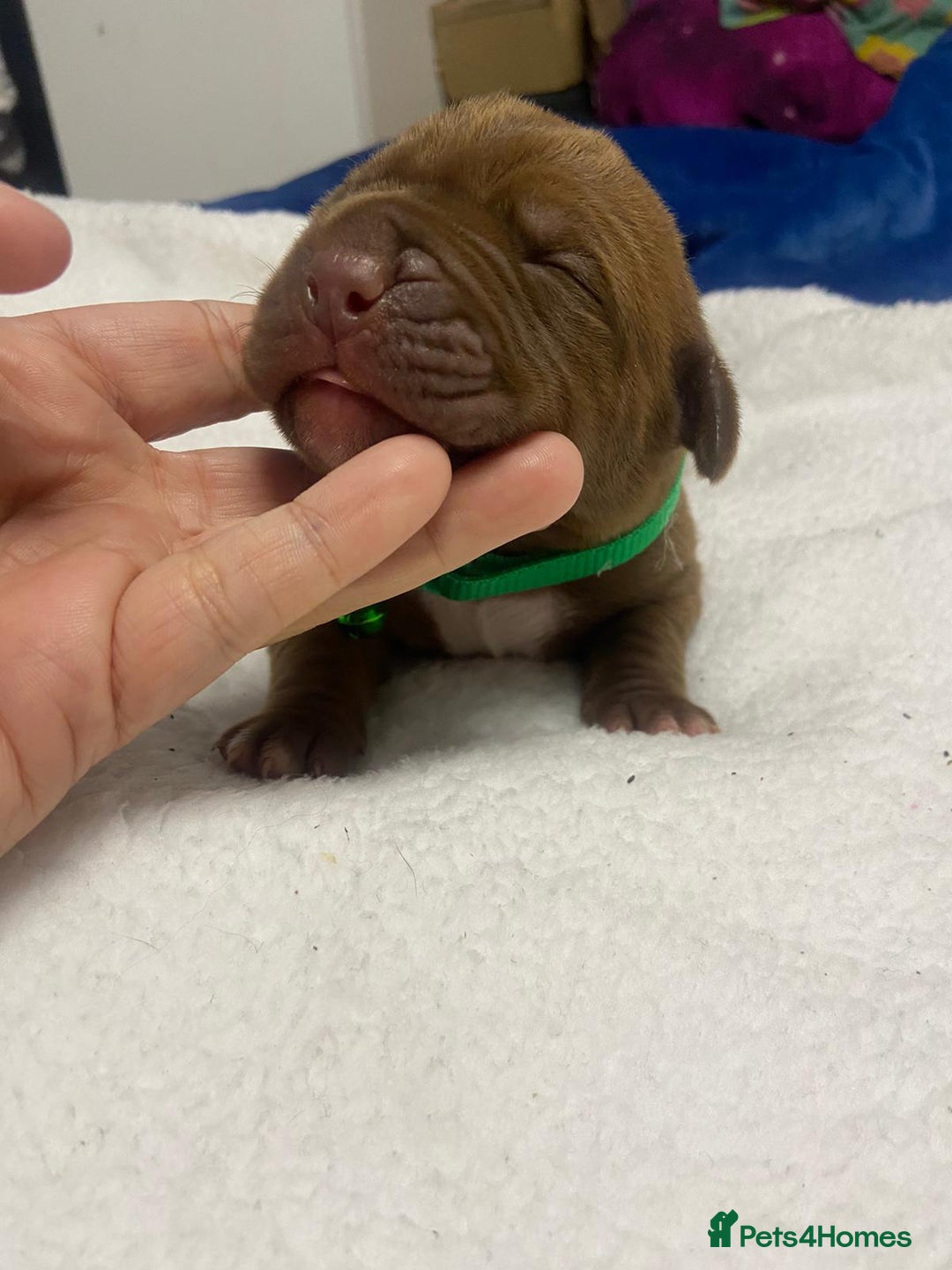 Mixed Breed dogs for sale: Dogue de bordeaux x staff puppies  - Image 14