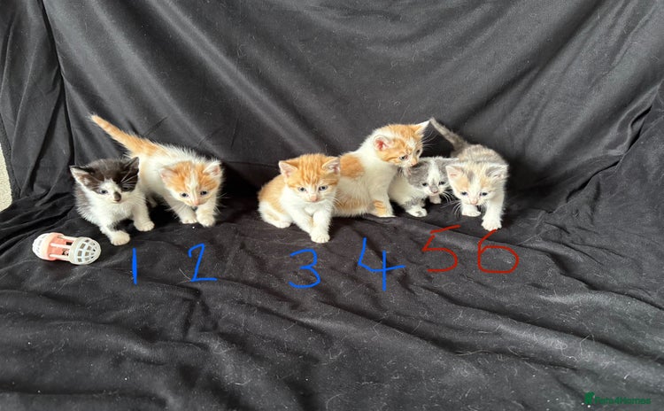 Mixed Breed cats - Advert 7