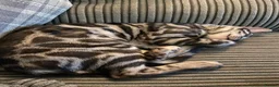 Bengal cats for sale: Last stunning TICA registered boy  - Advert 11