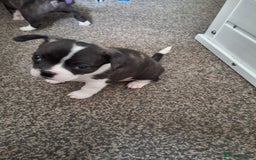 Mixed Breed dogs for sale: Frenchie chihuahua ( bullhuahua) - Image 17