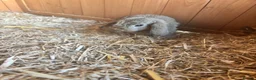 Mixed Breed rabbits for sale: Baby rabbits - Advert 6