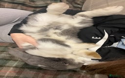 French Lop rabbits for sale: Giant French lop - Image 16