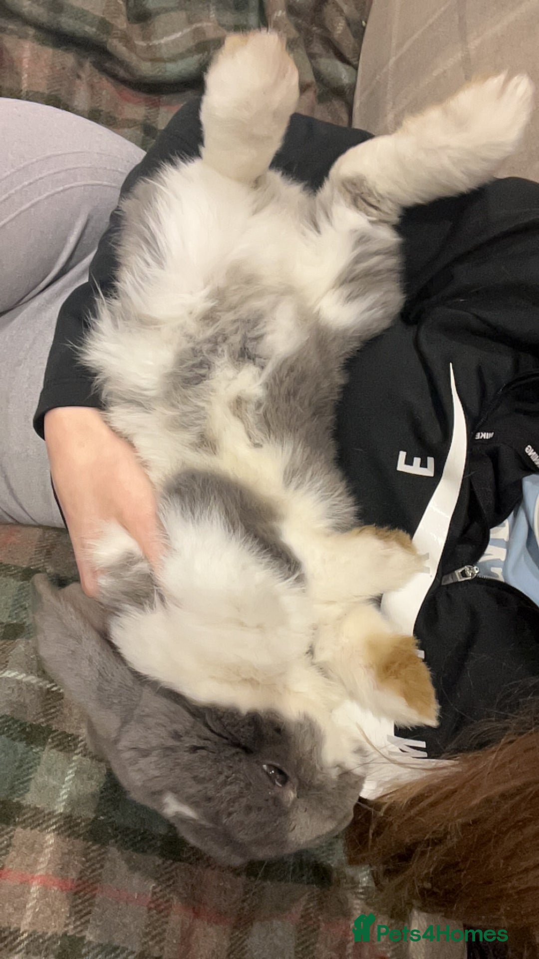 French Lop rabbits for sale: Giant French lop - Image 16