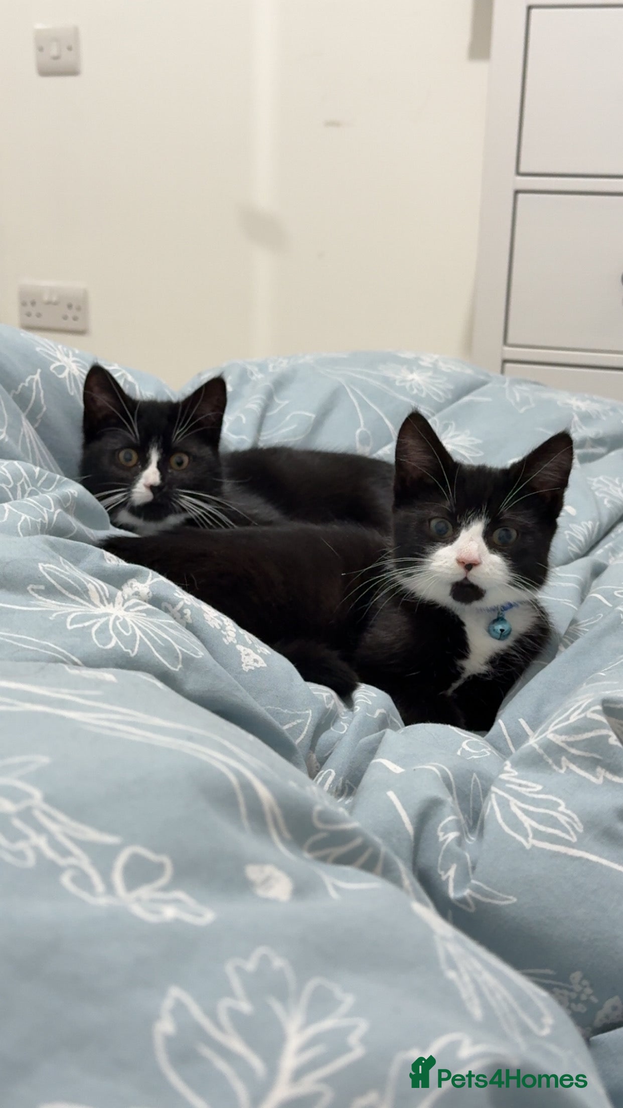 Mixed Breed cats Two Beautiful 1 yr old Females - Advert 1