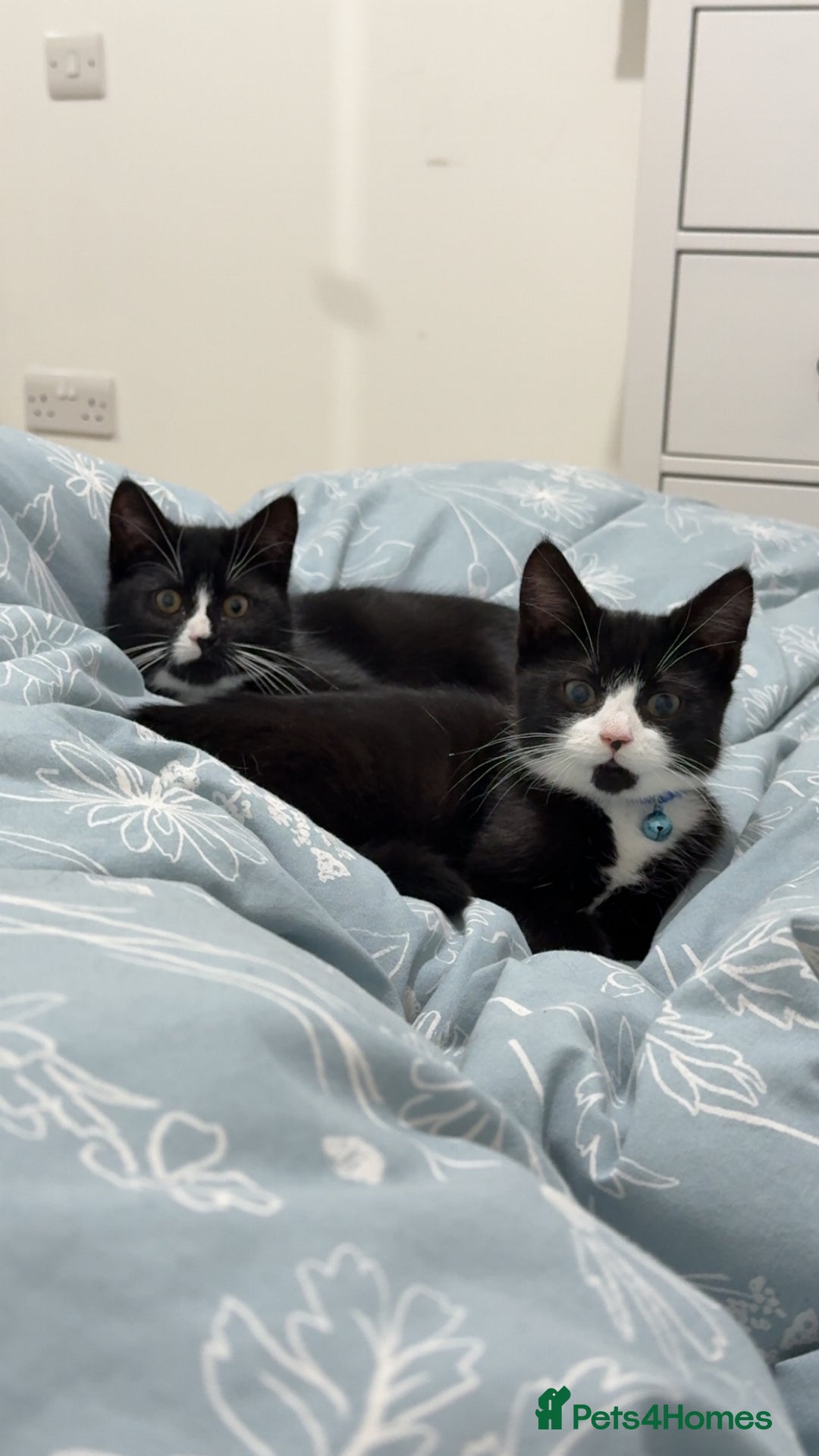 Mixed Breed cats for sale: Two Beautiful 1 yr old Females - Advert 1