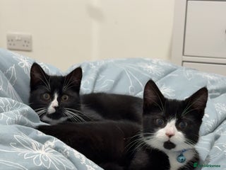 Mixed Breed cats Two Beautiful 1 yr old Females - Advert 1