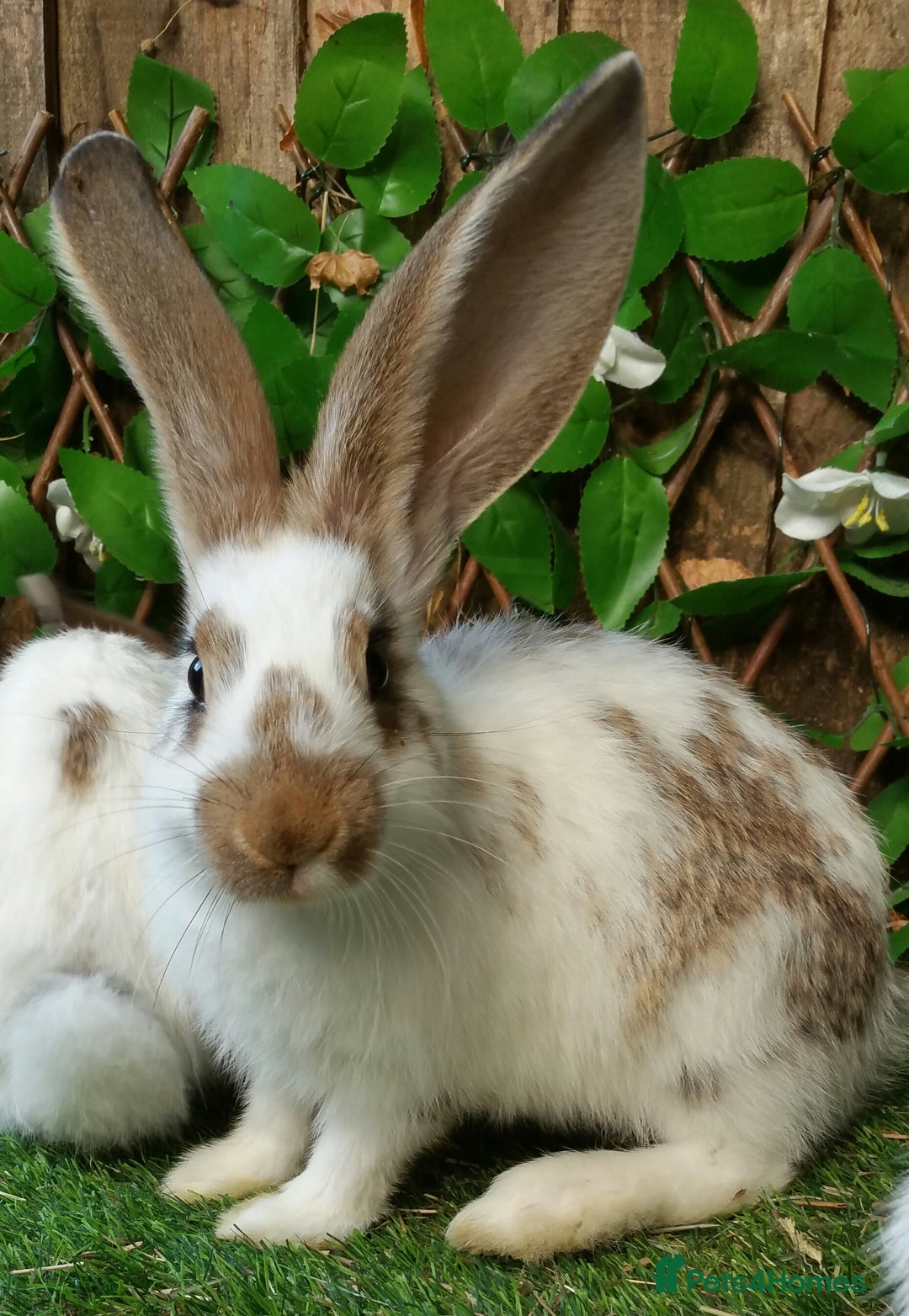 Continental Giant rabbits for sale: Giant Papillon Baby Boys  - Vaccinated - Reserve - Image 4