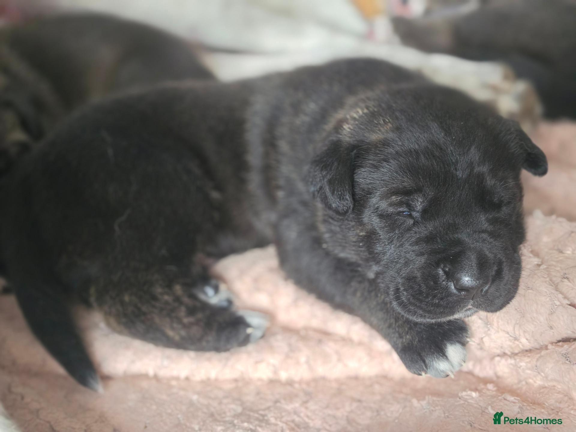 Mixed Breed dogs American Akita x cane corse puppies - Advert 14