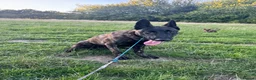 Belgian Shepherd Dog dogs for sale: 8 month old Dutch Herder - Advert 5