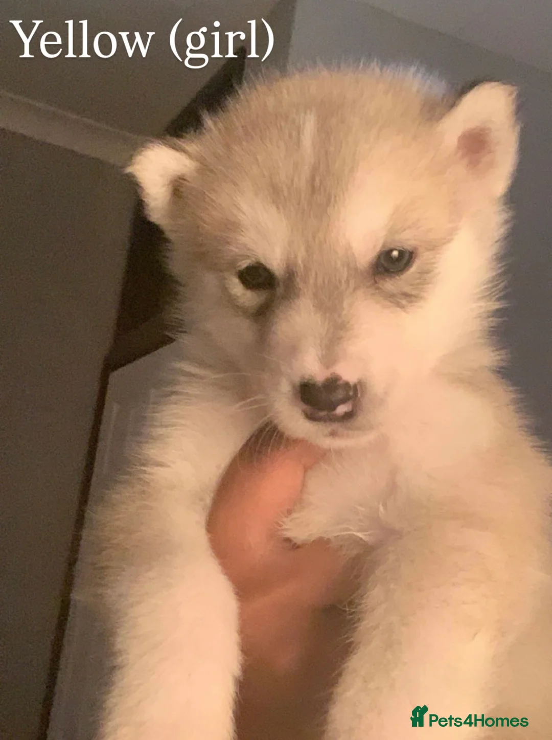 Alaskan Malamute dogs for sale: Beautiful Alaskan Malamute Puppies For Sale - Advert 32