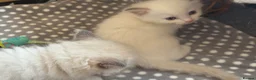Ragdoll cats for sale: Adorable Gccf registered kittens  in Wakefield - Advert 15