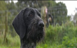 German Longhaired Pointer dogs for stud: German wire hair pointer available for stud  - Image 3