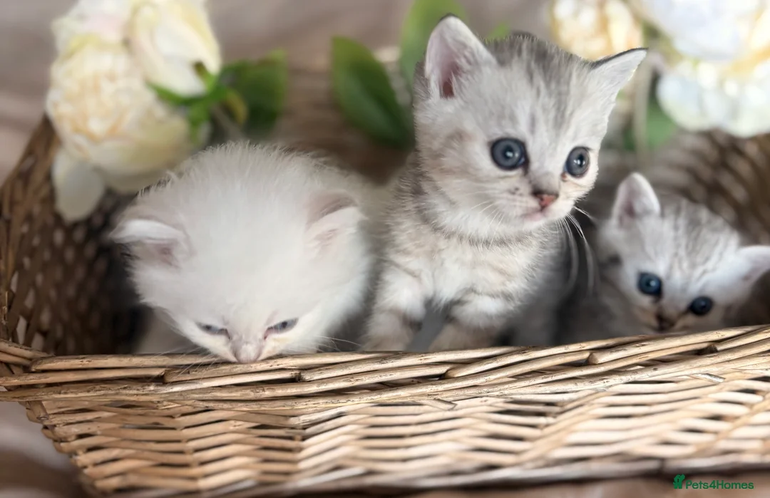 Mixed Breed cats for sale: Persian x bsh kittens  - Advert 2