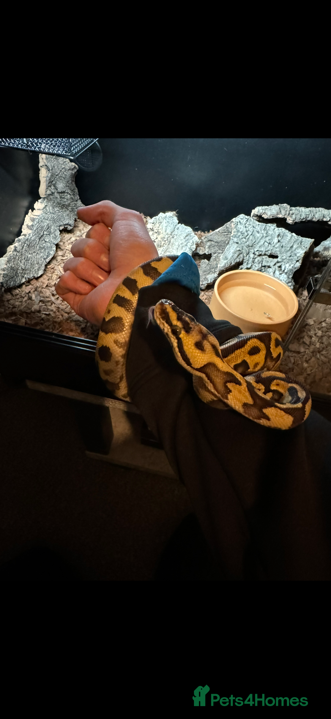 Python Snake reptiles for sale: Beautiful male inferno morph ball python  - Advert 7