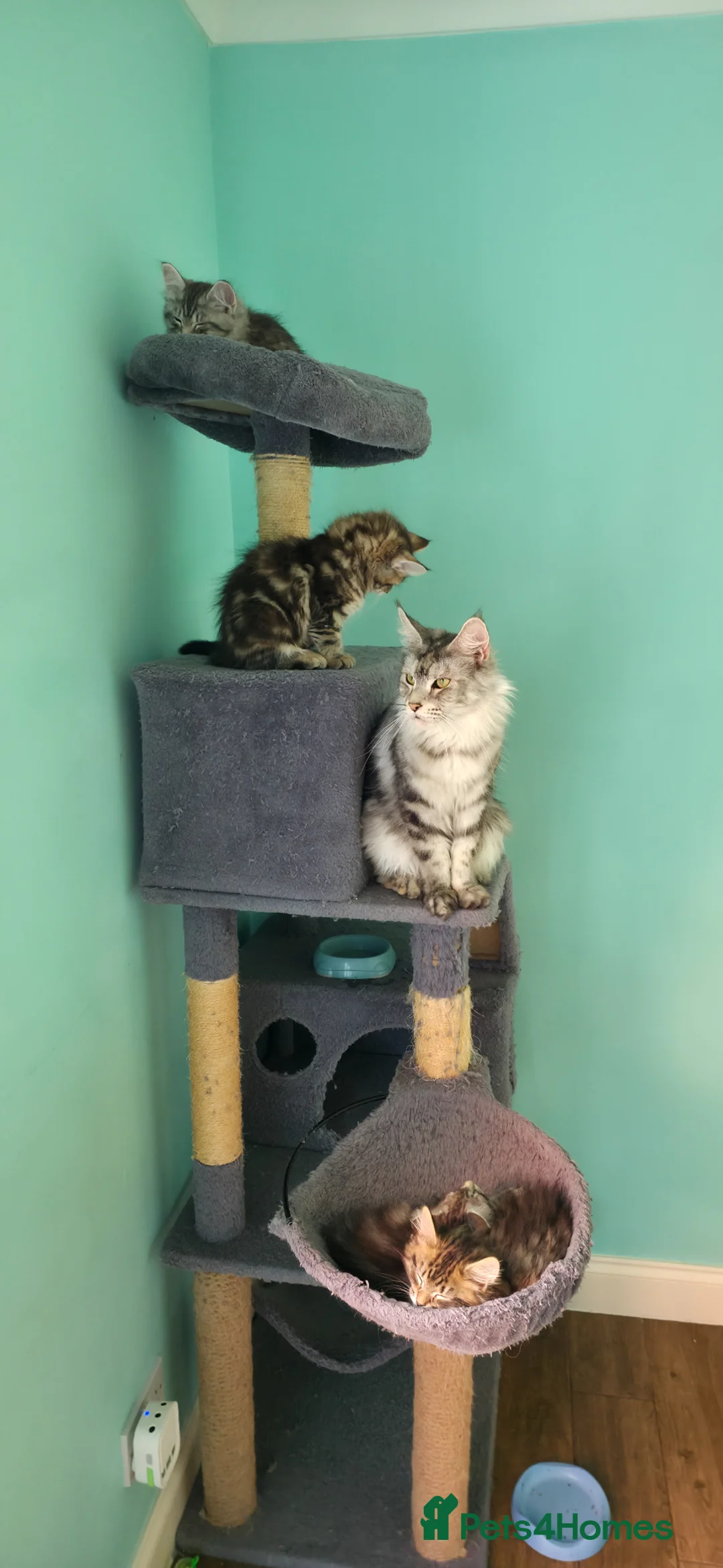 Mixed Breed cats for sale: Smart & Playful Maine Coon Cross Kittens - Advert 2