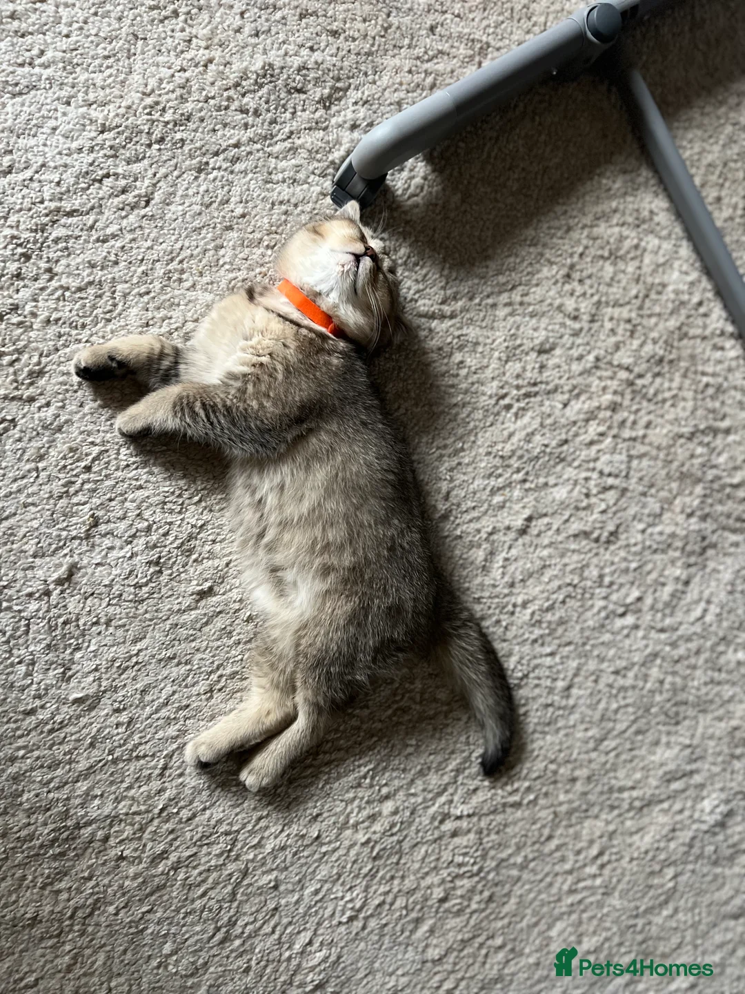 British Shorthair cats for sale: 4 Beautiful British Shorthair Kittens for Sale - Advert 12