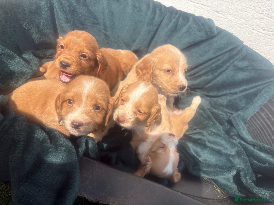 Cocker Spaniel dogs for sale: Cocker spaniel puppys - Image 9