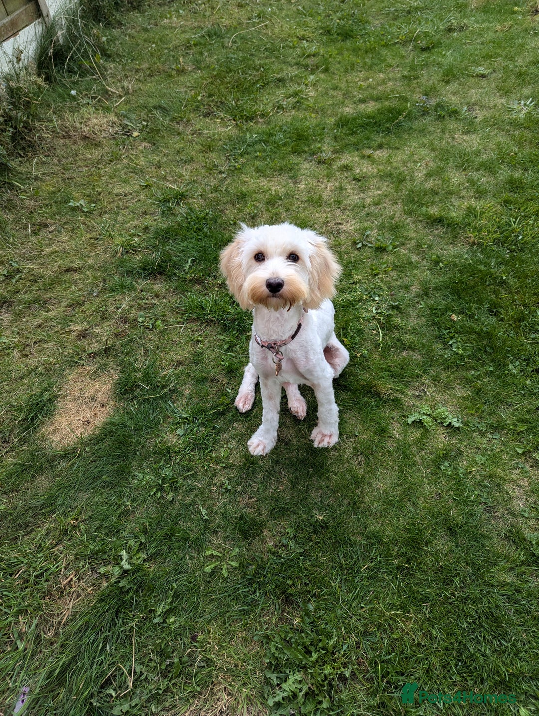 Cockapoo dogs for sale: Beautiful Tilly  - Image 6