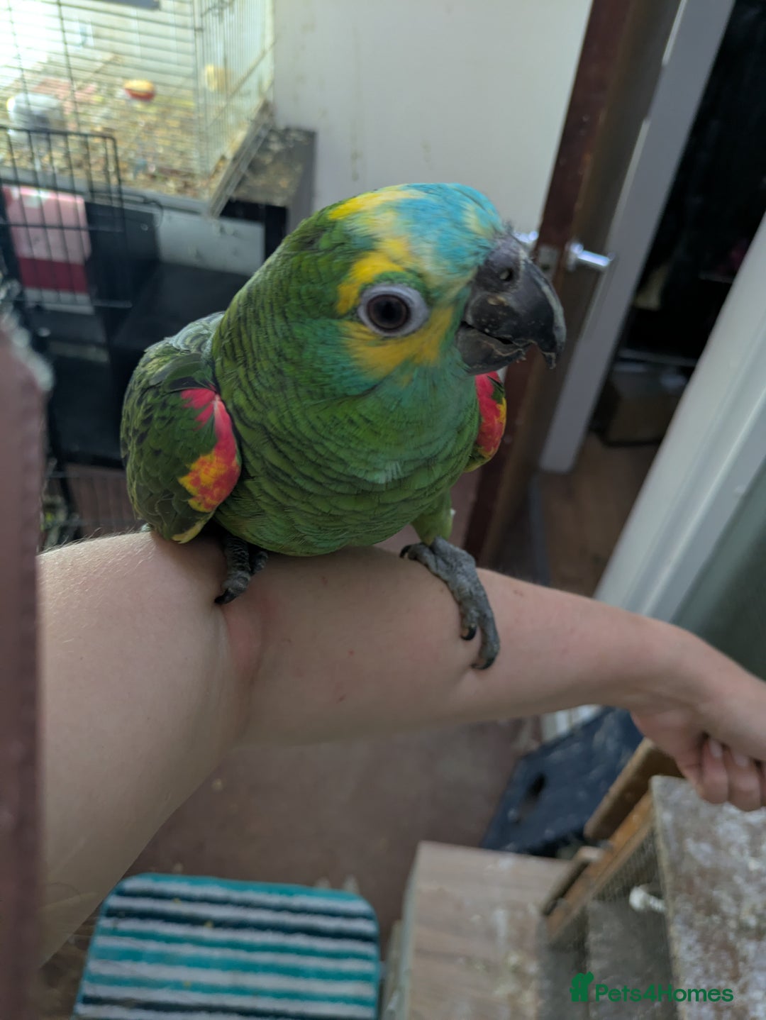 Parrots birds for sale: Hand reared super friendly blue fronted Amazons  - Advert 2
