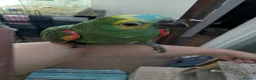 Parrots birds for sale: Hand reared super friendly blue fronted Amazons  - Advert 2