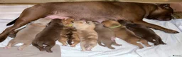 Mixed Breed dogs for sale: OLDE STAFF ENGLISH BULLDOGGE - Advert 2