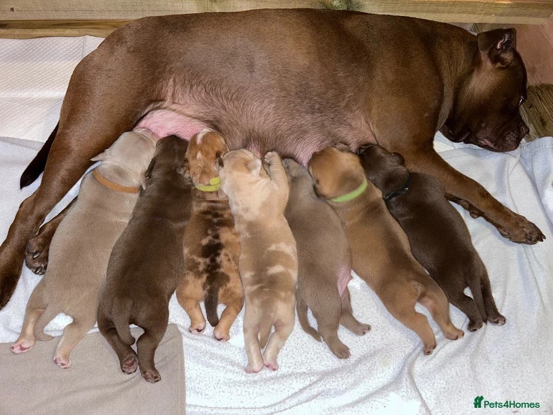 Mixed Breed dogs for sale: OLDE STAFF ENGLISH BULLDOGGE - Advert 2