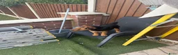 Mixed Breed dogs for sale: Border terrier in Wigan - Advert 2