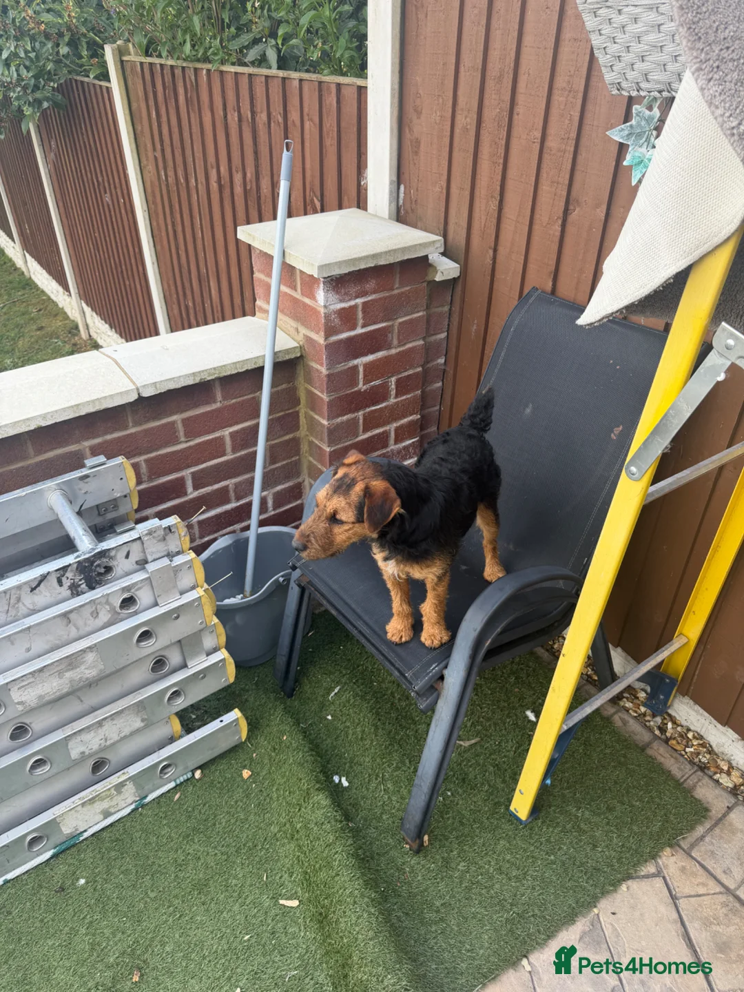 Mixed Breed dogs for sale: Border terrier in Wigan - Advert 2