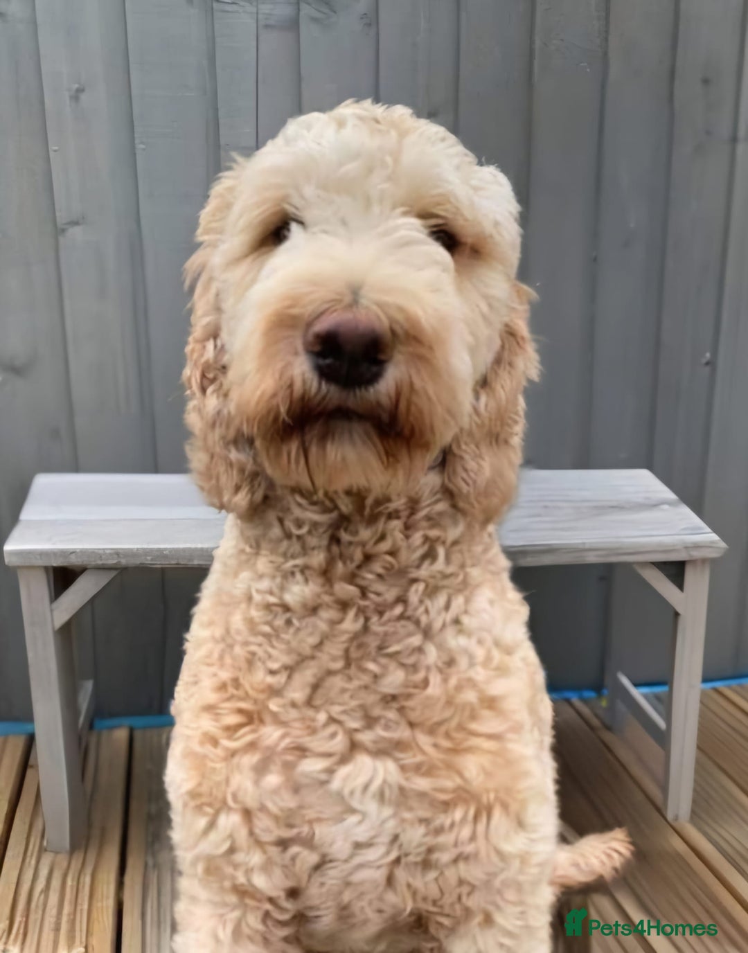 Goldendoodle dogs for sale: Multigenerational Medium Girls Available  - Advert 8
