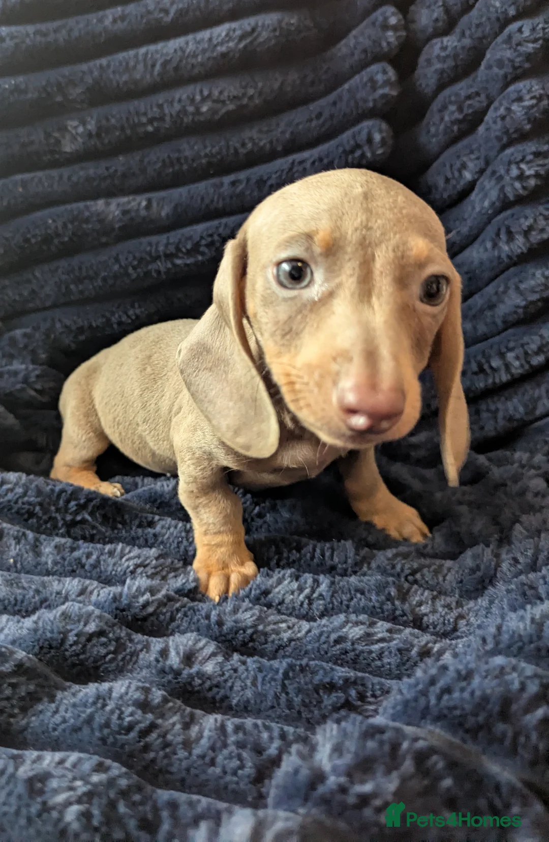 Miniature Dachshund dogs for sale: Miniature dachshund puppies  - Advert 21